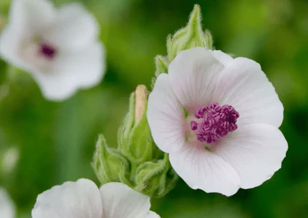 Marshmallow Root Extract