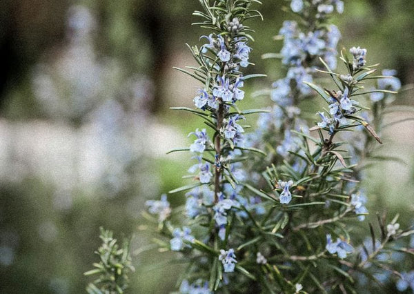 Rosemary Oil